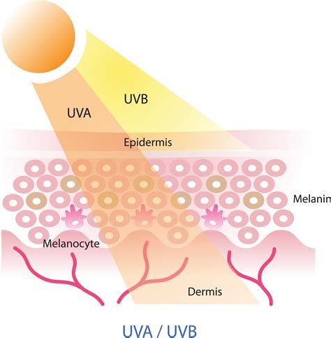 UVA and UVB radiation penetrate into the skin layer vector on white ...