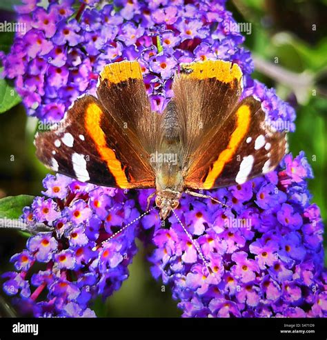 A Red Admiral Butterfly Rests On A Purple Emperor Buddleja Davidii