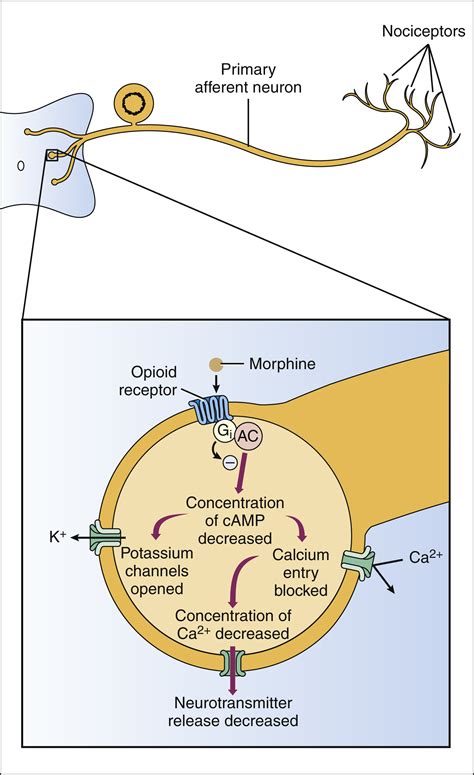 Opioid Analgesics and Antagonists | Basicmedical Key