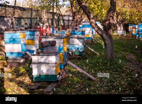 Autumnal Scene Beehives In The Orchard Preparing Hives For Winter