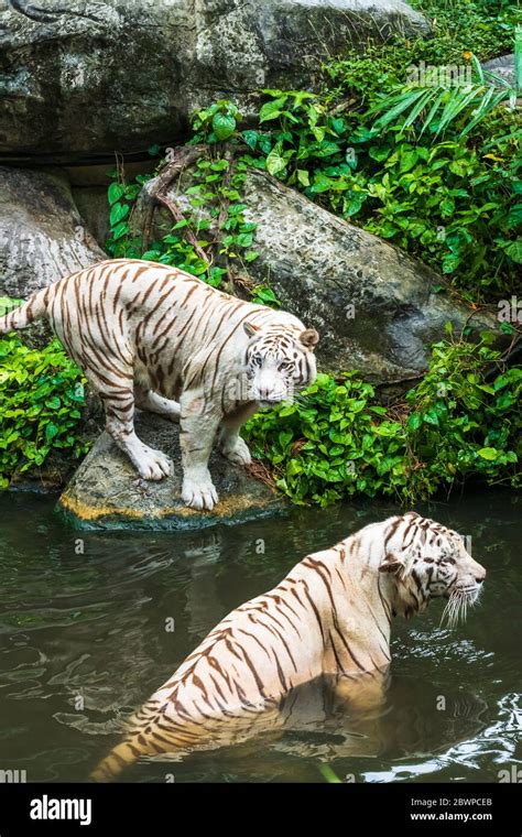 White tigers at the Singapore Zoo, Singapore, Republic of Singapore Stock Photo - Alamy