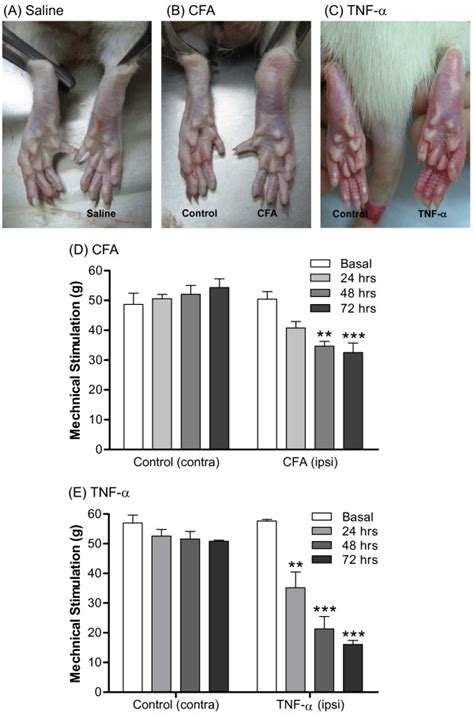 Appearance Of The Rat Hindpaw And Von Frey Hyperalgesia Test After