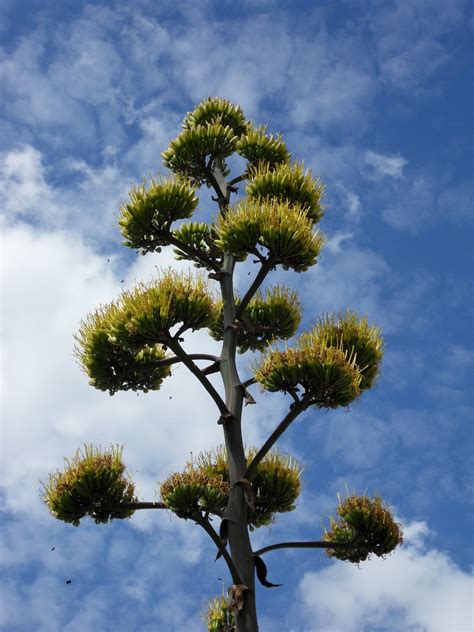 Trees Planet Agave Salmiana Giant Agave