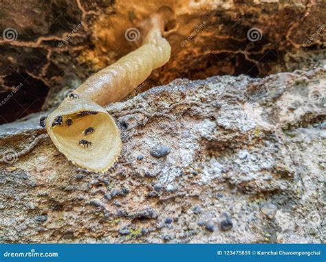 Strange And Unique Pipe Shaped Beehive Of Stingless Bees Stock Image