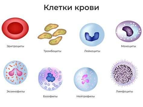 Эозинофилы понижены у женщины в крови: что это значит, причины ...