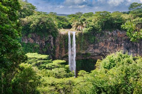 Save Mauritius Chamarel Forest Conservation Allies