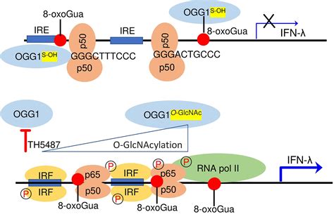 Frontiers Epigenetic Control Of Type III Interferon Expression By 8