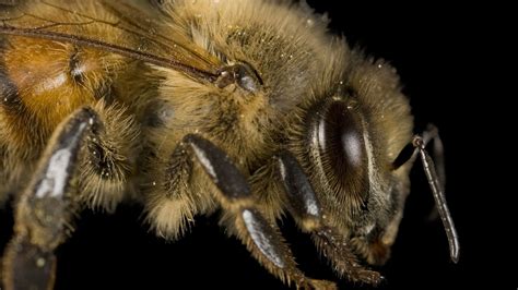 honeybee national geographic