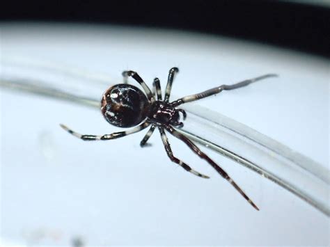 Sort hvid edderkop med rød bagdel Naturbasen