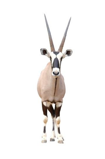 Gemsbok Png Transparent Images Free Download Vector Files Pngtree