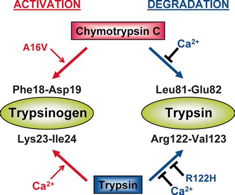 Chymotrypsin C Caldecrin Promotes Degradation Of Human Cationic