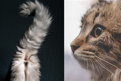 Why Do Cats Smell Each Others Butts Feed Stray Cats