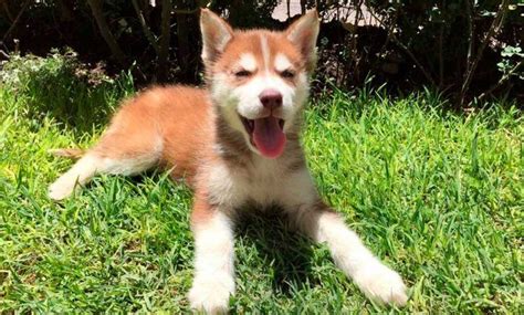 Conoce Los Maravillosos Huskies Siberianos Rojos Sirokami