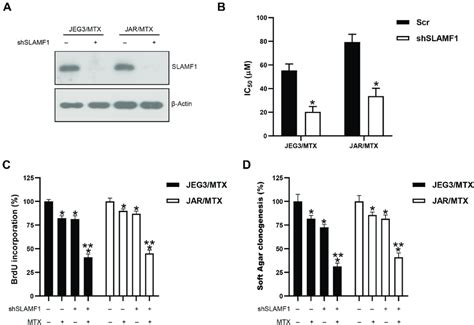 Knockdown Of SLAMF1 Enhanced MTX Chemosensitivity In MTX Resistant