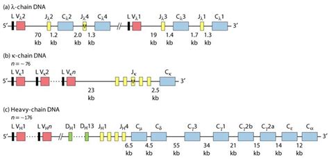 Antibody Diversity Creative Biolabs Blog