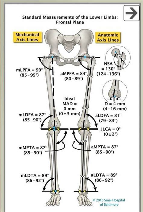 Pin By Aleksandra Stawik On Medyczne Medical Anatomy Medical