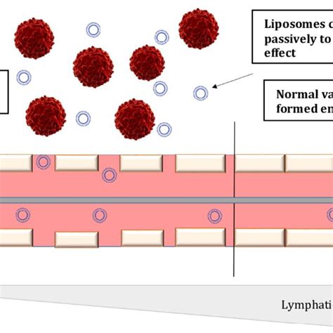 Schematic Representation Of Passive Targeting Of Liposomes Through Epr Download Scientific