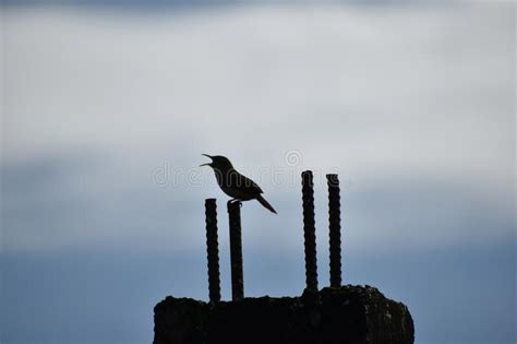 Troglodytes Musculus Or Southern House Wren Bird Stock Image Image Of