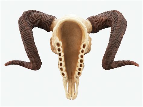 ram skull max