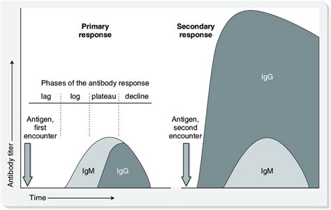 Primary And Secondary Antibody Responses Download Scientific Diagram