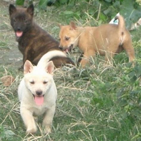 Ryukyu Inu Dog Breed Information, Images, Characteristics, Health