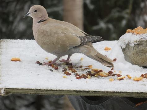 Eurasian Collared-Dove - FeederWatch