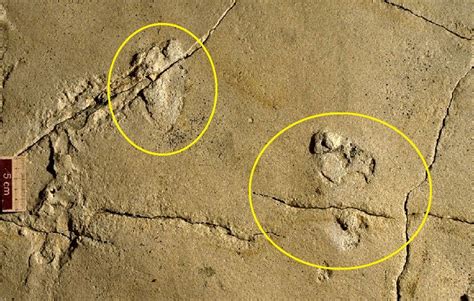 5.7 Million-year-old Human Footprints Fossil May Challenge History of ...