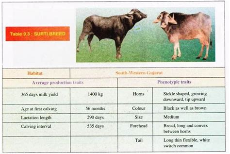 Buffalo: Classification, Characteristics and Breeds