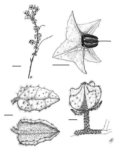 Line Drawing Of Thomasia Julietiae A Habit B Leaf Showing The Download Scientific Diagram