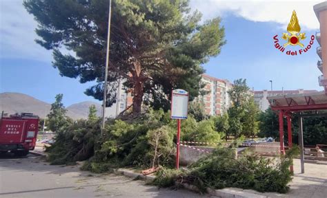 Pericolo In Via Lanza Di Scalea Rimossi Grossi Rami Dalla Sede