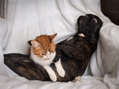 Perro Y Gato Graciosos Tirados En Una Manta Blanca Foto De Archivo