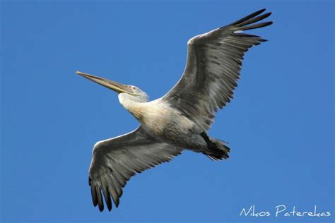 Nature Photos By Nikos Paterekas Pelecanus Crispus