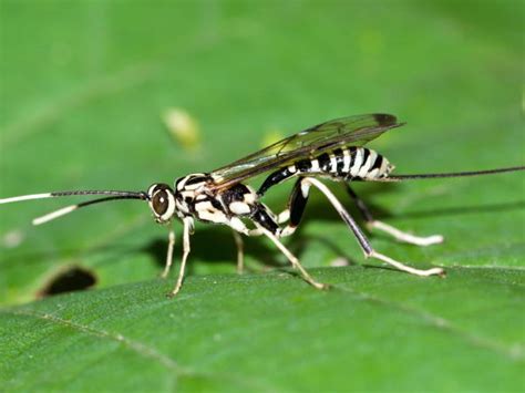 Parasitic Wasps: Pictures and Identification Help - Green Nature