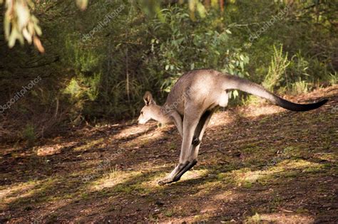 Hopping kangaroo - 3 Stock Photo by ©Stokaji 1609269