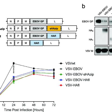 Design And In Vitro Characterization Of Vsv Vectors A Schematic