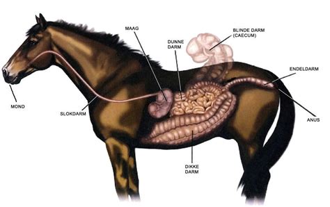 Spijsvertering Ziektes En Aandoeningen Van Het Paard