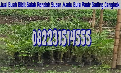 Jual Bibit Salak Pondoh Super Madu Gula Pasir Gading Cangkok Sleman