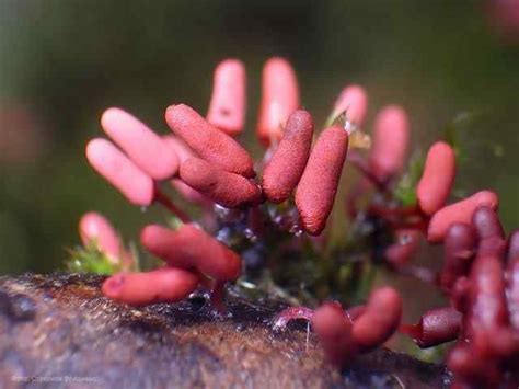 Os mais incríveis fungos e líquens da natureza