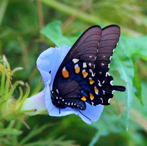 Pipevine Swallowtail - Alabama Butterfly Atlas