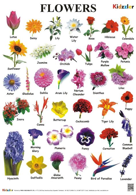 Pin By Sara Howell Branch On Flowers Different Kinds Of Flowers Flower Chart Flower Meanings