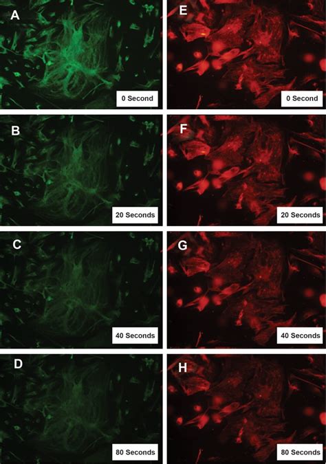 Alexa Fluorescent Antibody Colors