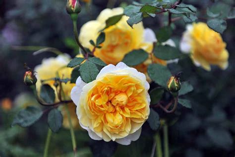 13 of the Best Yellow Rose Varieties to Add Sunshine to Your Garden