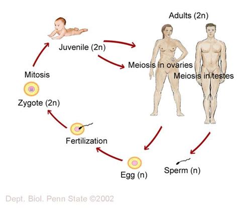 Human Life Cycle Human Life Cycle Life Cycles Reproductive System