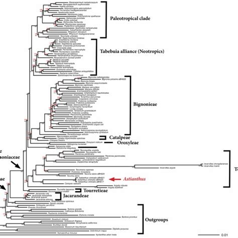 Consensus Tree Derived From A Million Generation Bayesian Analysis