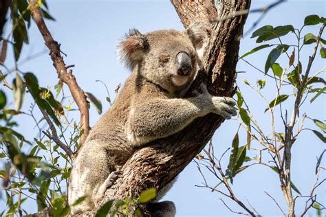 How To Identify A Sick Or Injured Koala | Wildlife Watcher