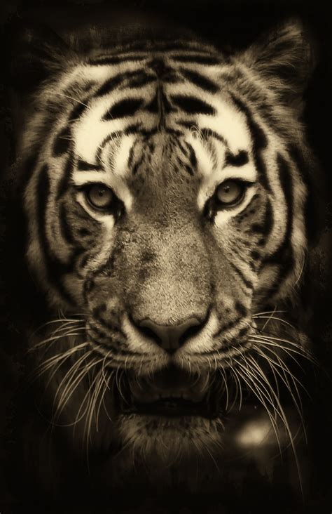 Tiger Free Stock Photo Public Domain Pictures