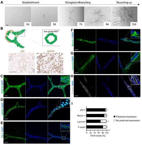 Branched Luminal Organoids Arise Clonally And Express Luminal Lineage