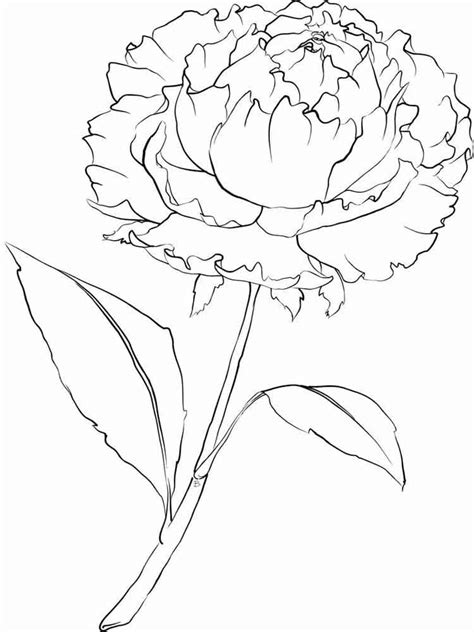 Coloriage Belles Pivoines télécharger et imprimer gratuit sur