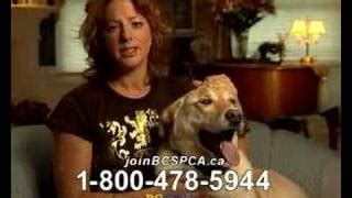 In The Arms Of An Angel Dog Commercial : Sarah Mclachlan Animal Cruelty ...