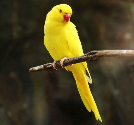 12 Best Yellow Animals images | Animals, Yellow animals, Pet birds